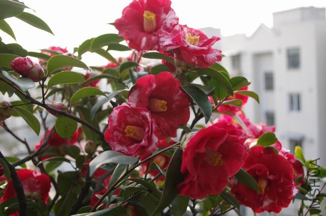 ������С IMGP0332.JPG