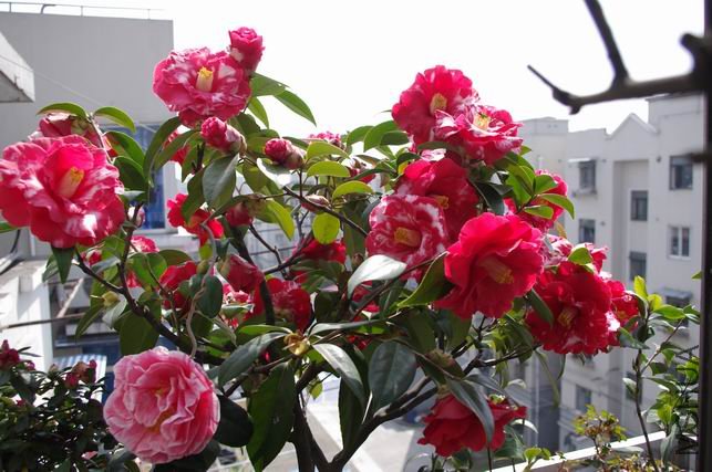 ������С IMGP0360.JPG