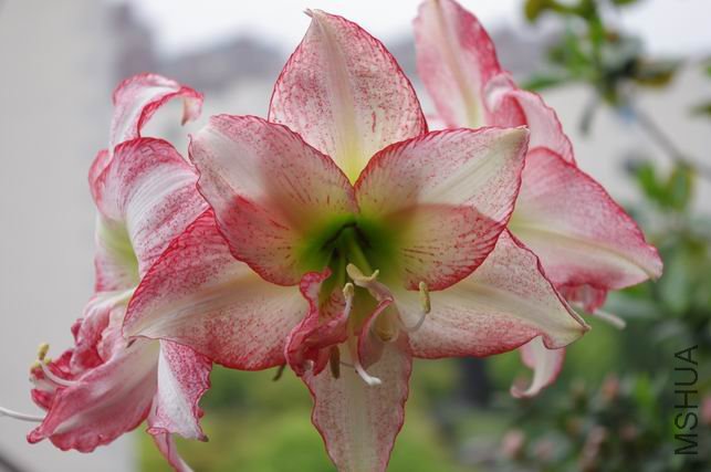 ������С IMGP0505.JPG