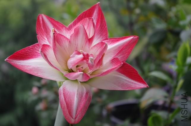 ������С IMGP0507.JPG