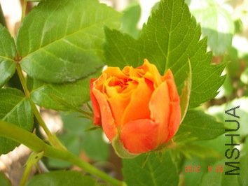 DSC04671.jpg