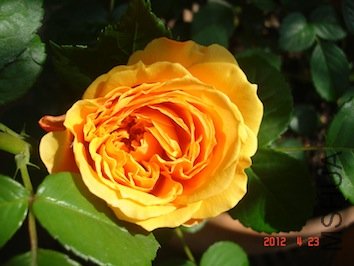 DSC04680.jpg