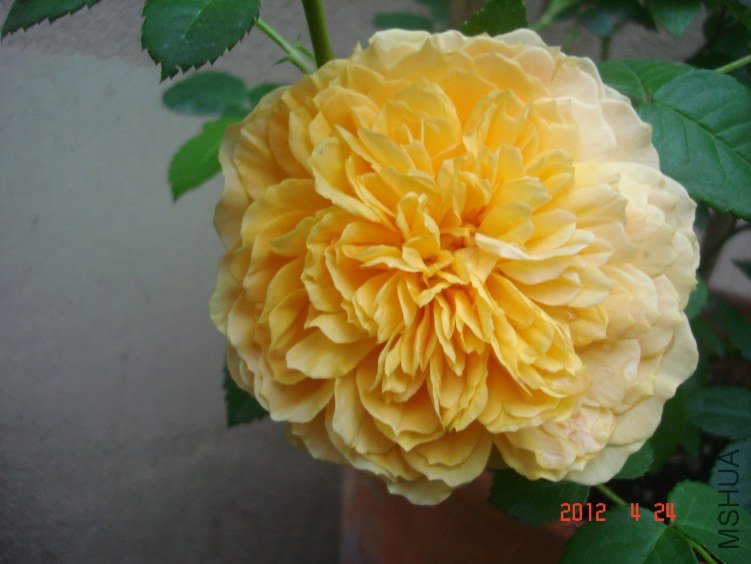 DSC04703.jpg