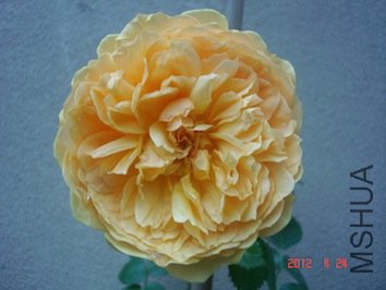 DSC04704.jpg