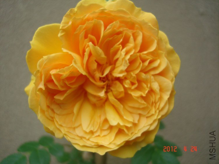 DSC04690.jpg