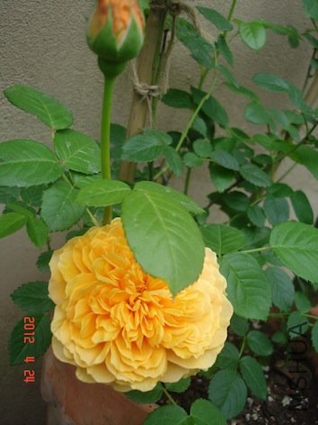 DSC04692.jpg