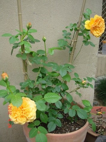DSC04691.jpg