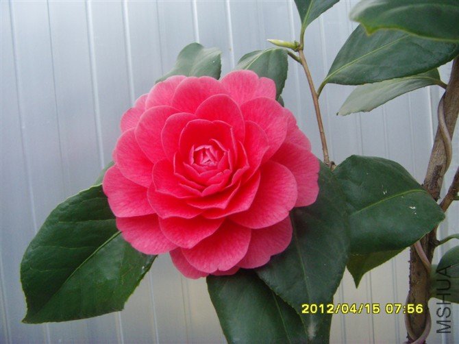 psb4.jpg