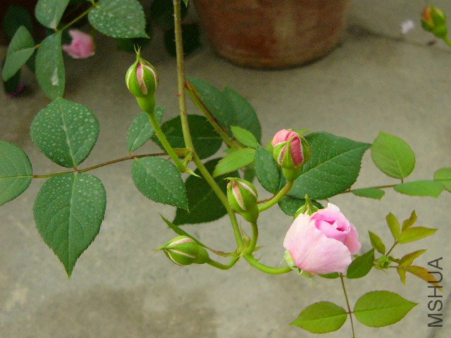 P1060099.JPG