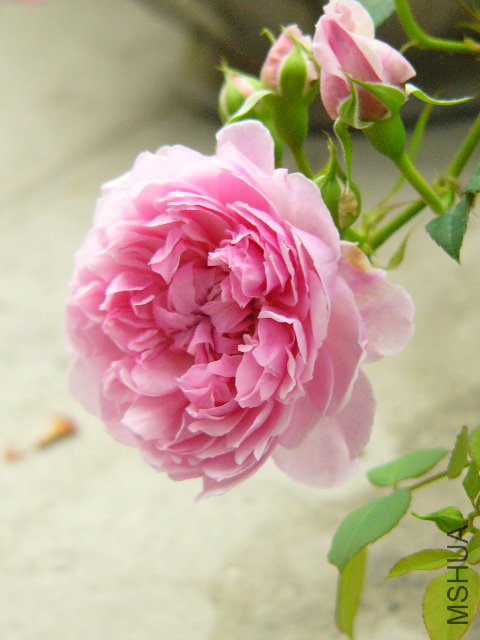 P1060106.JPG