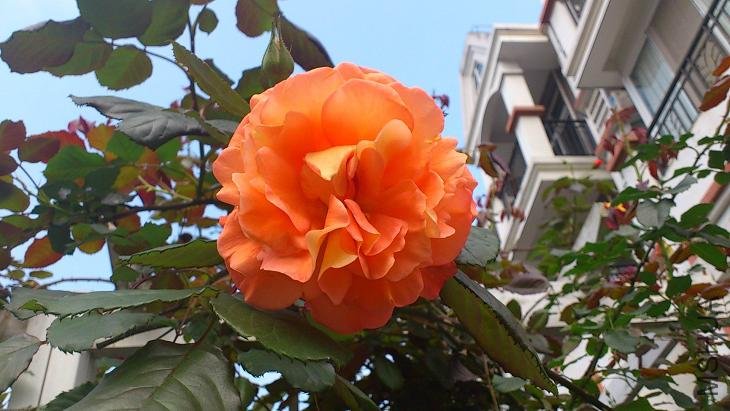 ������ؿ���ɵ��ɵ��ģ����Ұ��ƻ�����������3�׶�ߣ�������������һ��