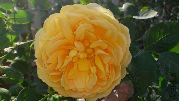 ȥ��Ǥ���3�Żƽ����ȿ����������������һ��