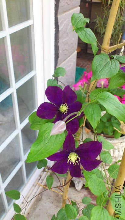 С��-��ɳŮ��