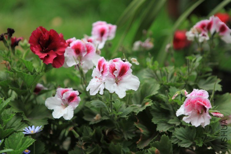 ���ϻ��� 031.jpg