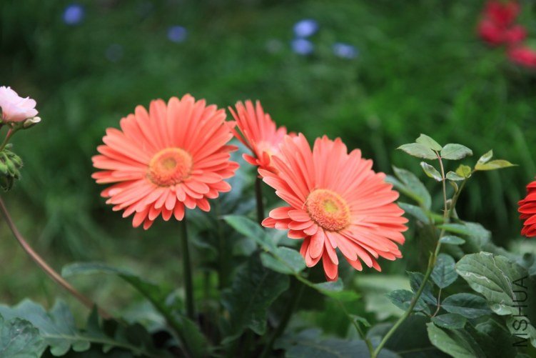 ���ϻ��� 029.jpg