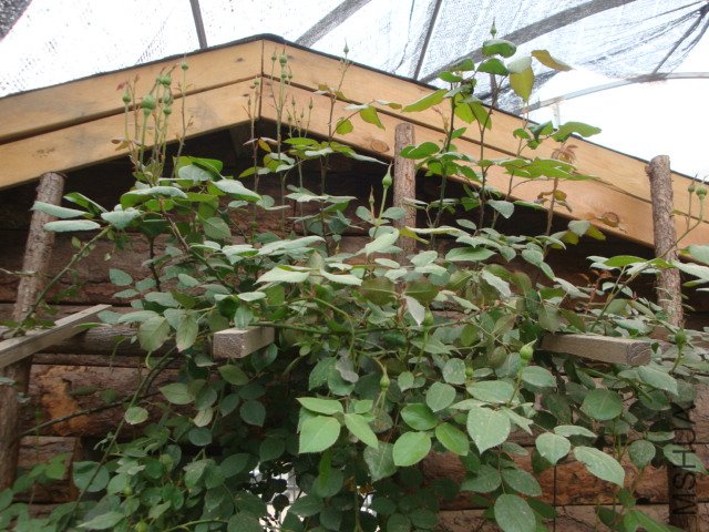 DSC00026.JPG
