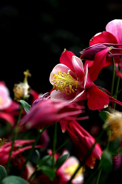 IMGP3906.jpg