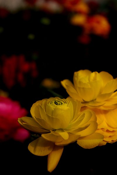 IMGP3875.jpg