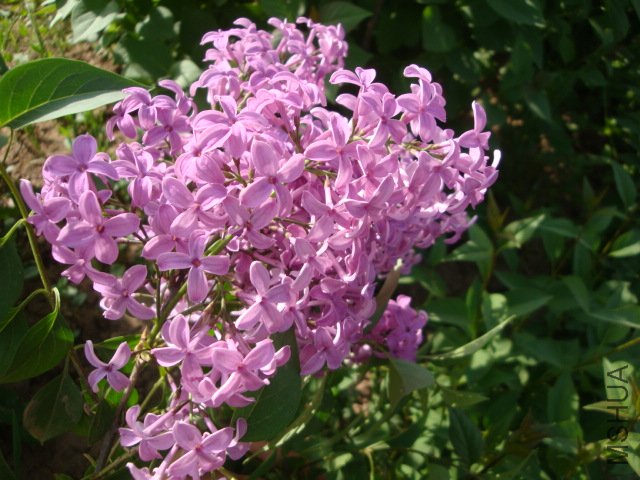 DSC00144.JPG