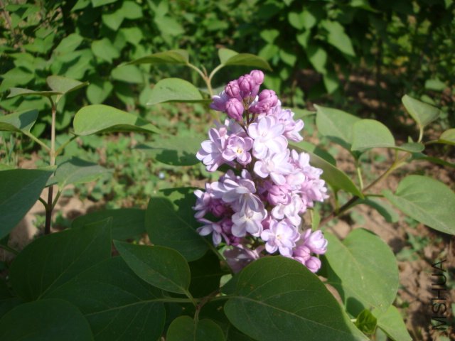 DSC00159.JPG