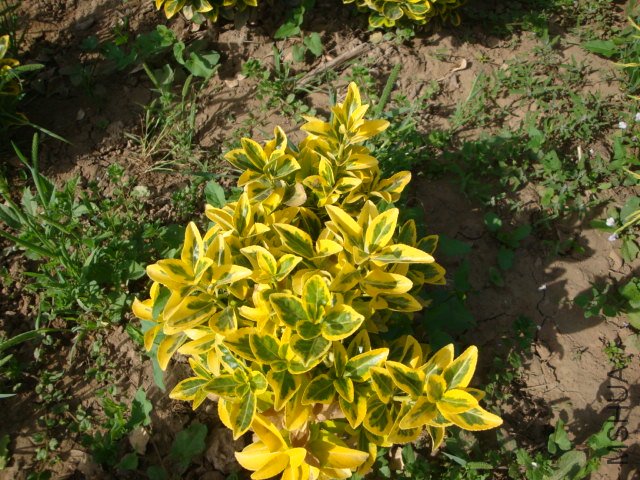 DSC00198.JPG