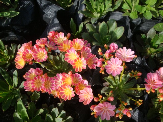 DSC00186.JPG