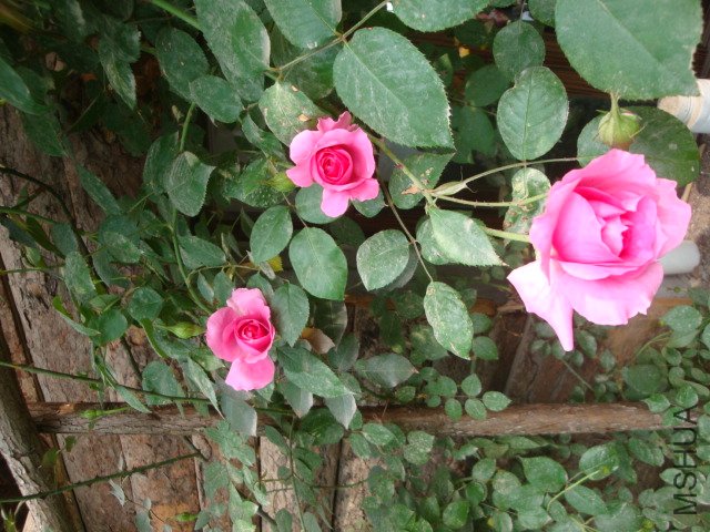 DSC00271.JPG
