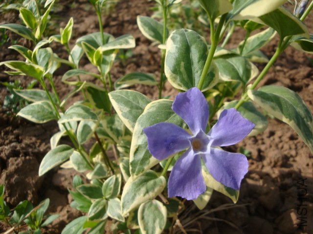 DSC00239.JPG