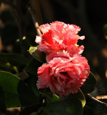 DSC_1984-SSa.jpg