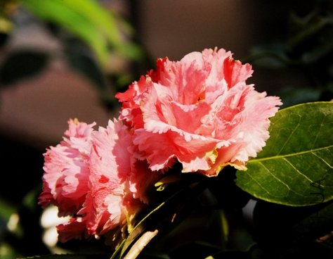 DSC_1983-SS.jpg
