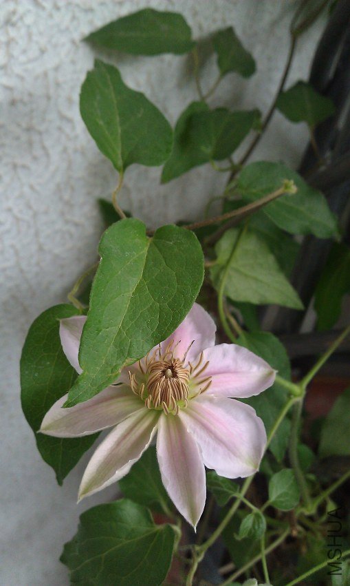 IMAG0041.jpg
