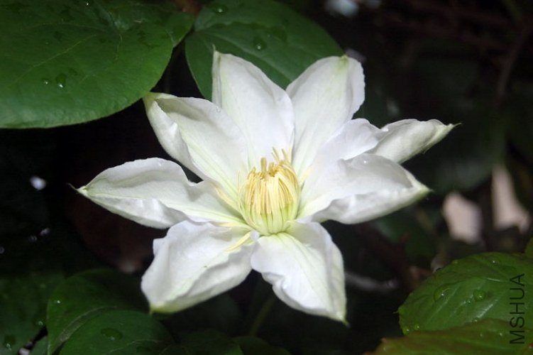 DSC_00870087.JPG