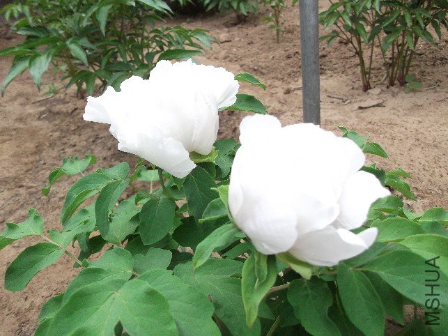 DSCF0914.JPG