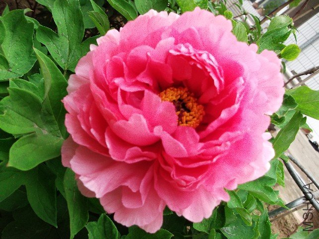 DSCF0920.JPG