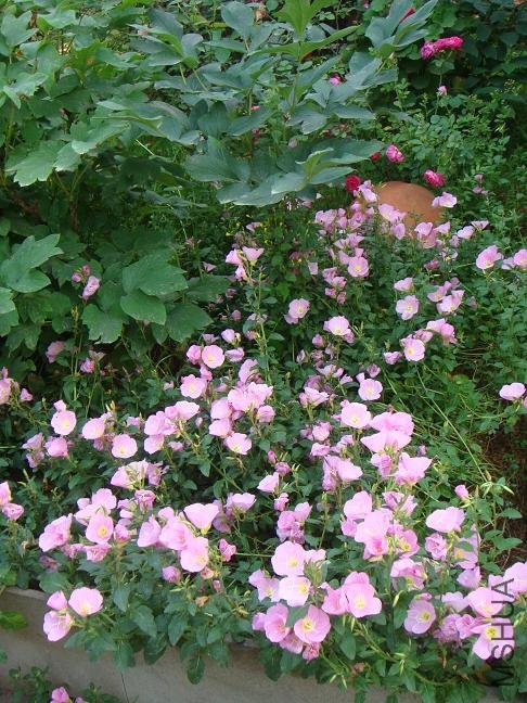 DSC06534.JPG