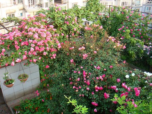 DSC06512.JPG
