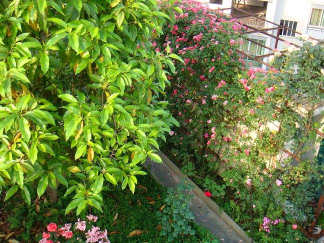 DSC06514.JPG