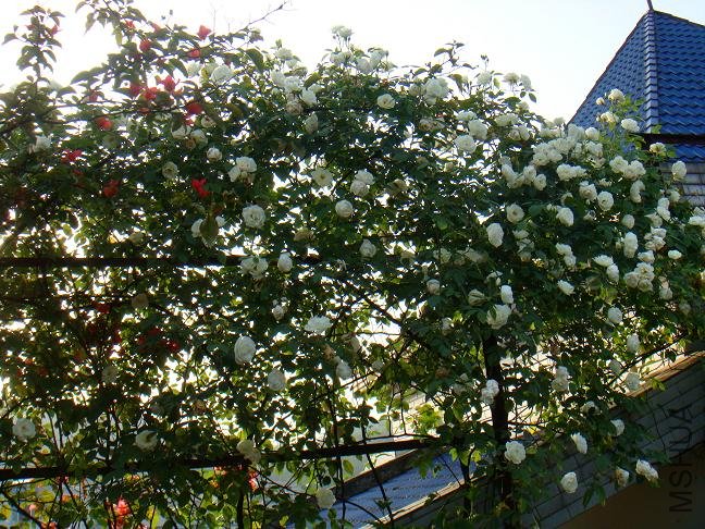 DSC06527.JPG