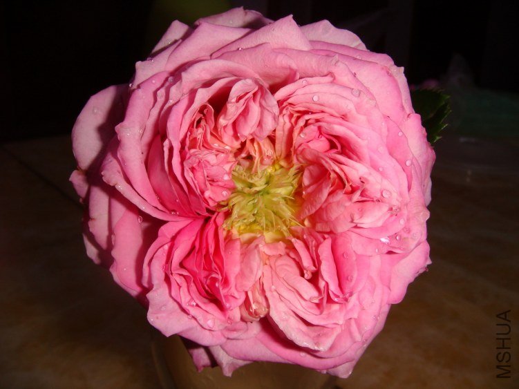 DSC03852.JPG