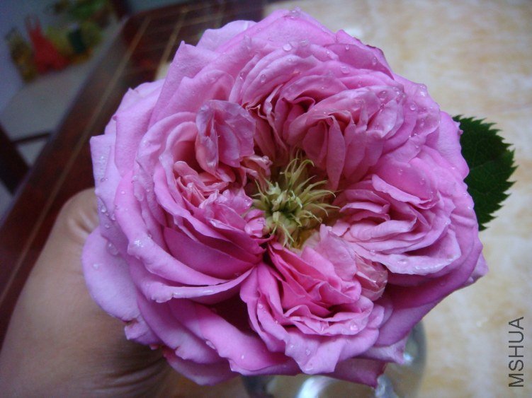 DSC03853.JPG
