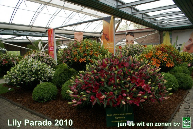 01_Lily%20Parade%207.jpg