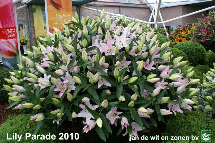04_Lily%20Parade%206.jpg