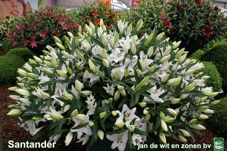 05_Santander.jpg