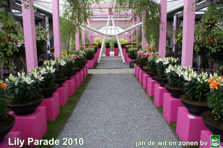07_Lily%20Parade%208.jpg