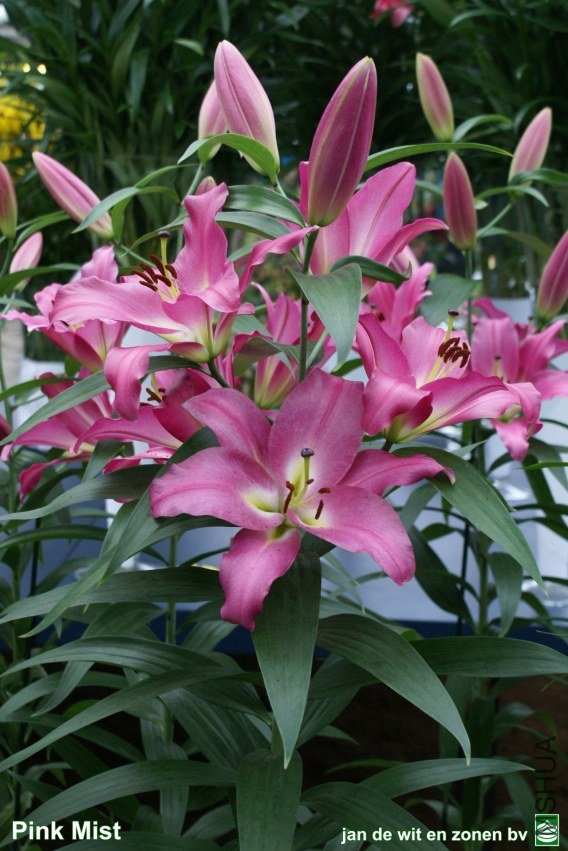 14_Pink%20Mist%202.jpg