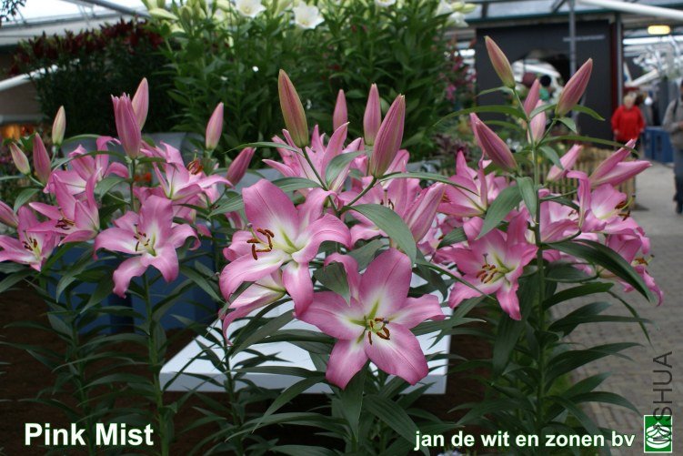 15_Pink%20Mist%201.jpg