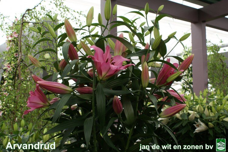 26_Arvandrud%201.jpg