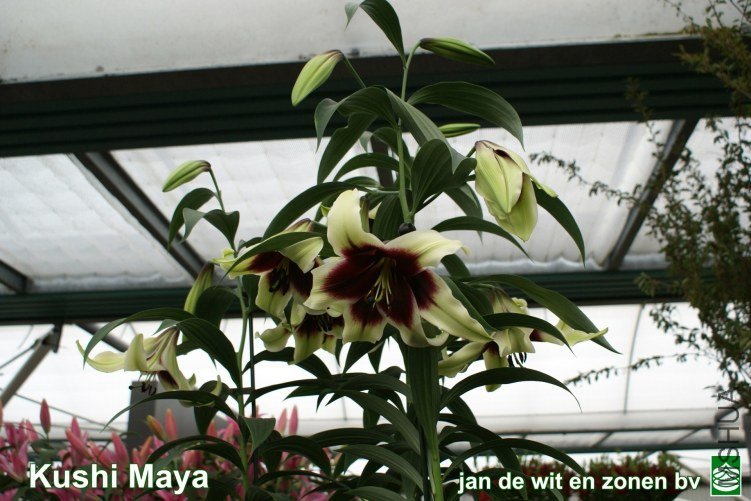45_Kushi%20Maya%201.jpg