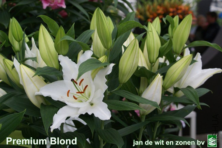 57_Premium%20Blond%201.jpg