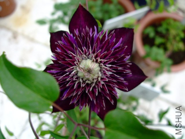 DSCF0197.JPG